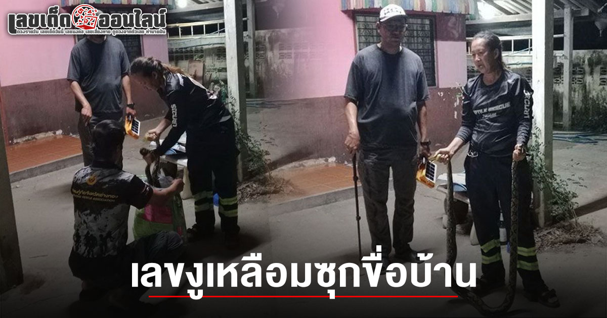 จับกลางดึก! งูเหลือมเลื้อยซุกขื่อบ้าน งูดิ้นสู้ม้วนตัวพันแขนกู้ภัยสาว คอหวยไม่พลาด! ส่องเลขเด็ด เลขที่บ้าน เลขงูเหลือมเข้าบ้าน 16/6/68 ลุ้นโชคหวยงวดนี้!