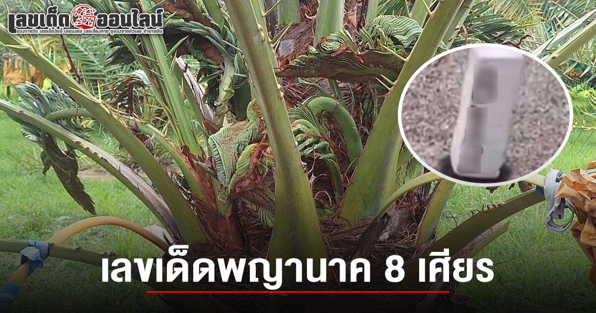 พญานาค 8 เศียรโผล่ต้นอินทผลัม ชาวบ้านแห่ขอโชค เลขเด็ดอินทผลัมพญานาค 1/8/68 ไม่พลาดลุ้นรวยงวดนี้!