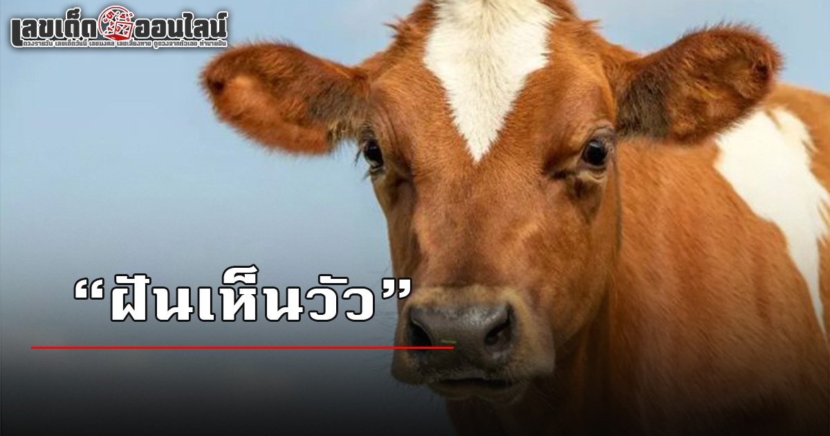 ฝันเห็นวัว ถอดรหัสความหมาย พร้อมเลขเด็ดจากความฝัน